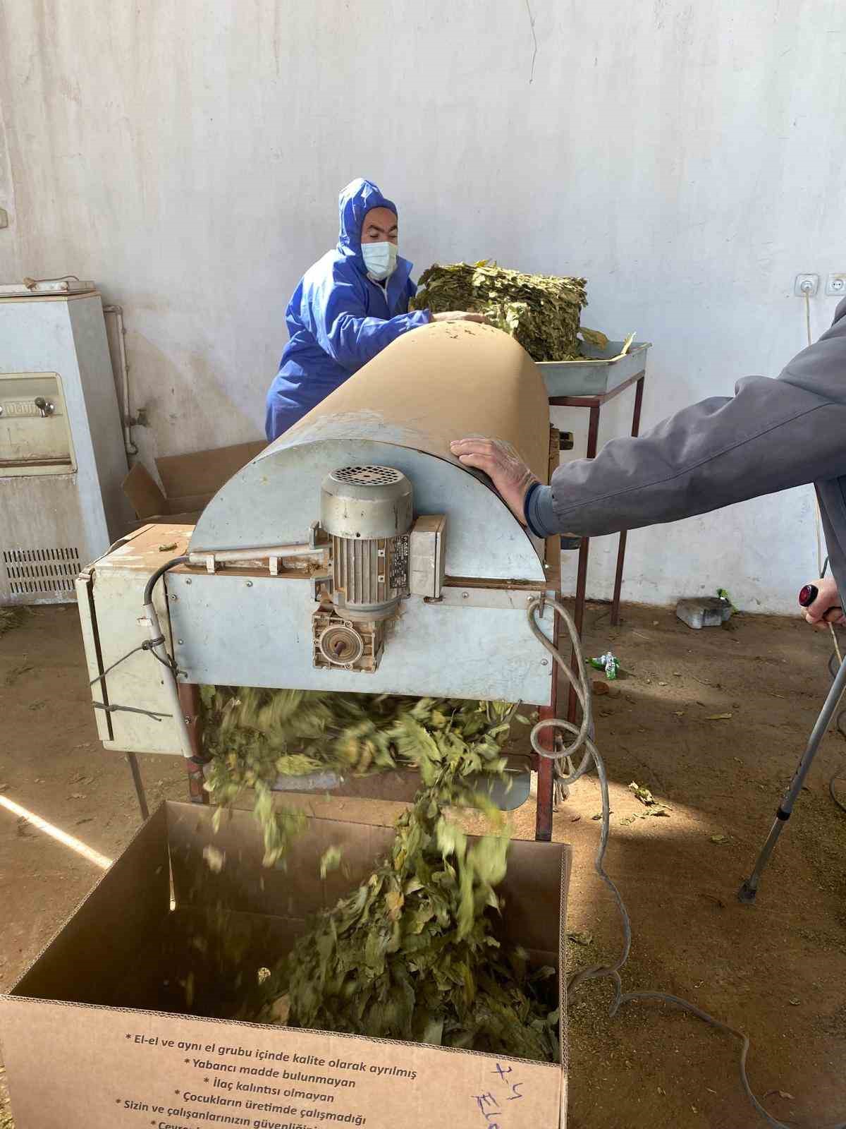 Karacasu’da çiftçilerin tütün mesaisi başladı
