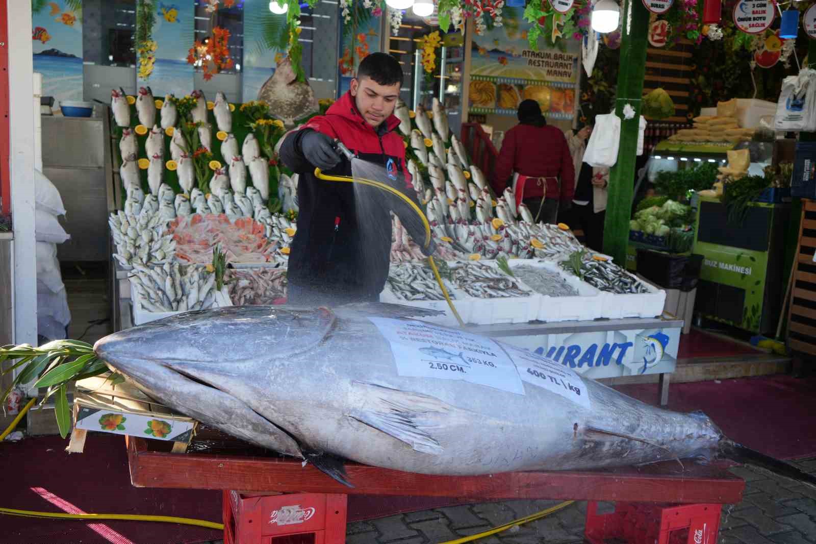 Karadeniz’de avlanan 353 kiloluk dev orkinos ilgi odağı oldu
