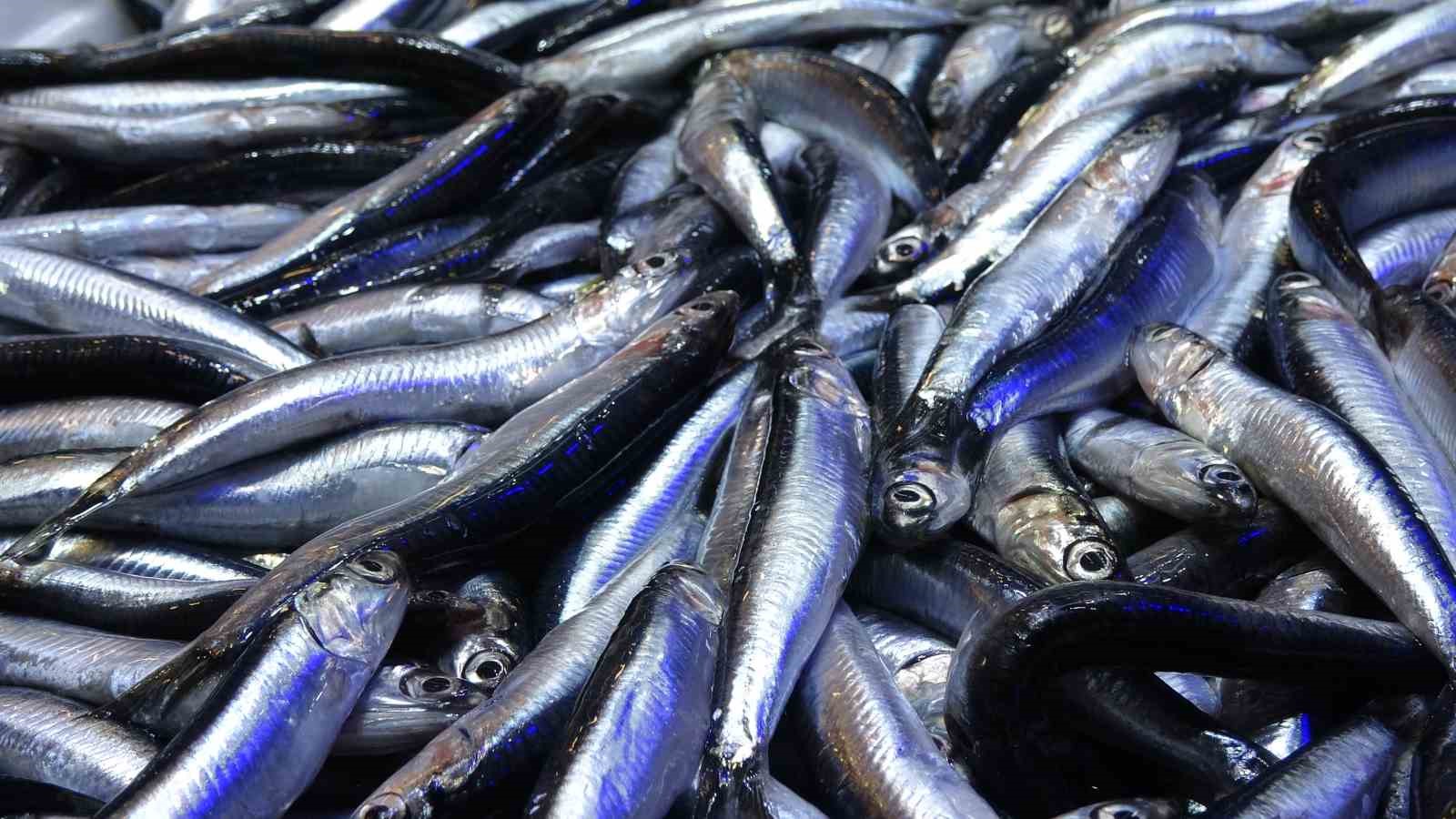 Karadeniz’de sezon sonu bereketi
