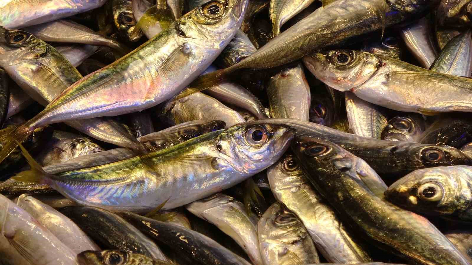 Karadeniz’de sezon sonu bereketi
