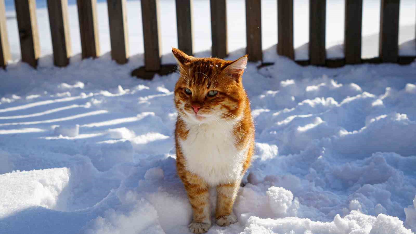 Karagöl Tabiat Parkı beyaza büründü, gölün yüzeyi buz tuttu
Karagöl Tabiat Parkı beyaza büründü, gölün yüzeyi buz tuttu