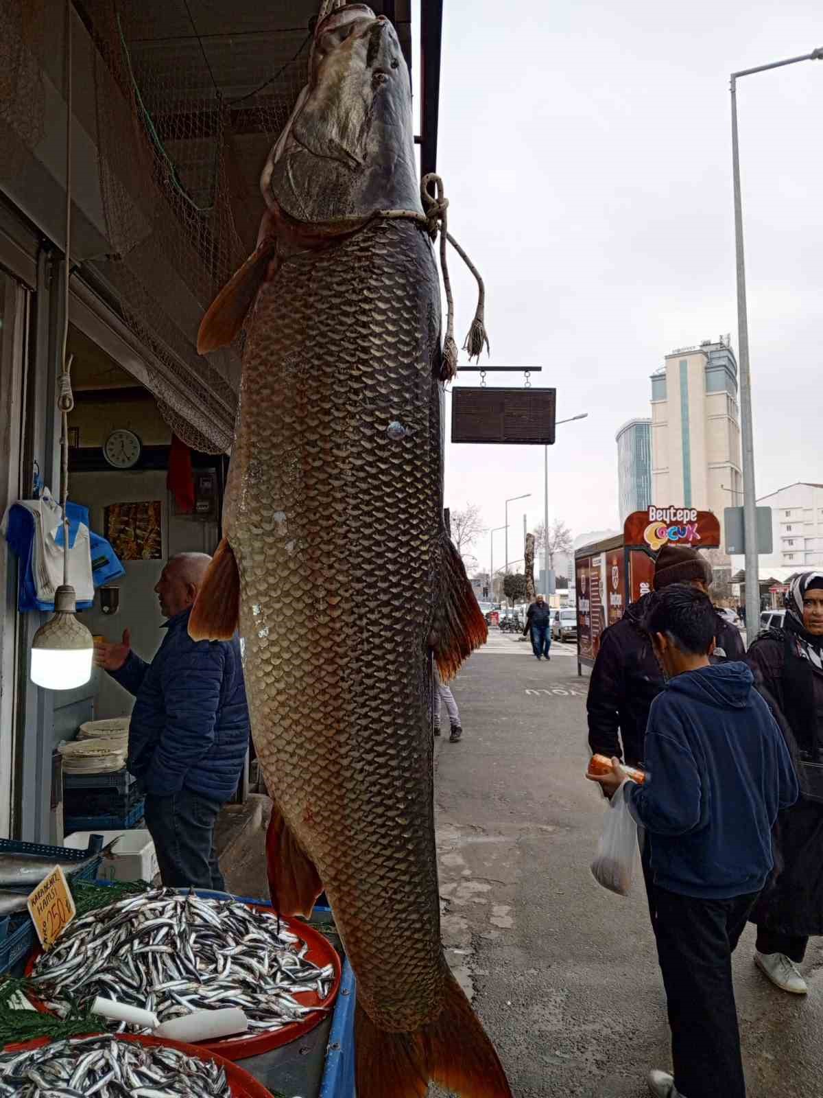 Karakaya Barajı’nda yakalanan 42 kiloluk turna balığı ilgi gördü
