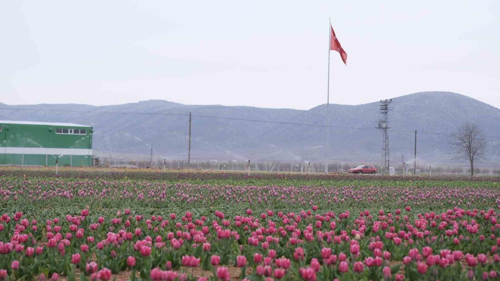 Karaman’da lale tarlası ziyaretçilerine hazırlanıyor
