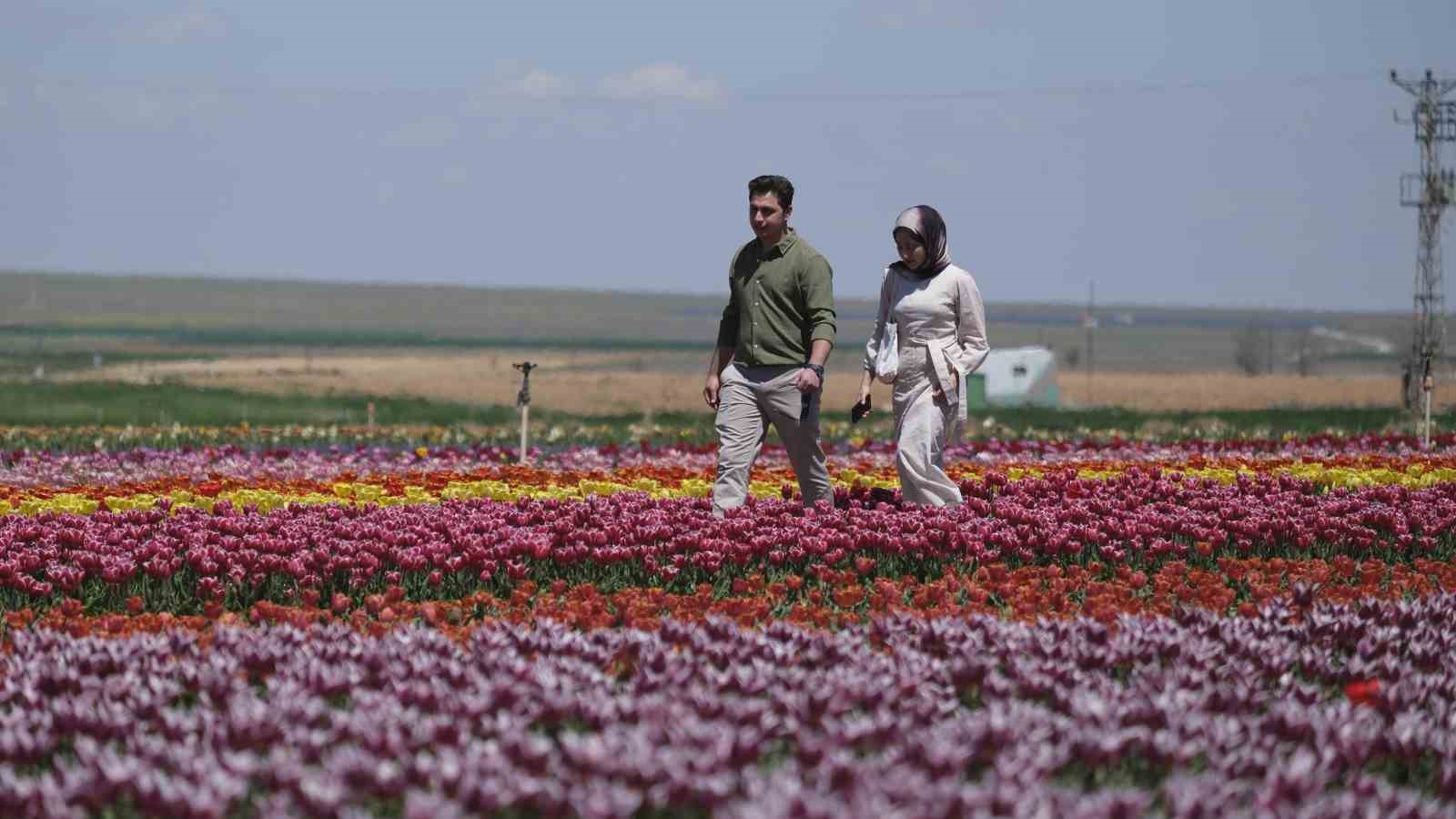 Karaman’da lale tarlasına ziyaretçi akını: 2 günde 30 bin kişi gezdi
