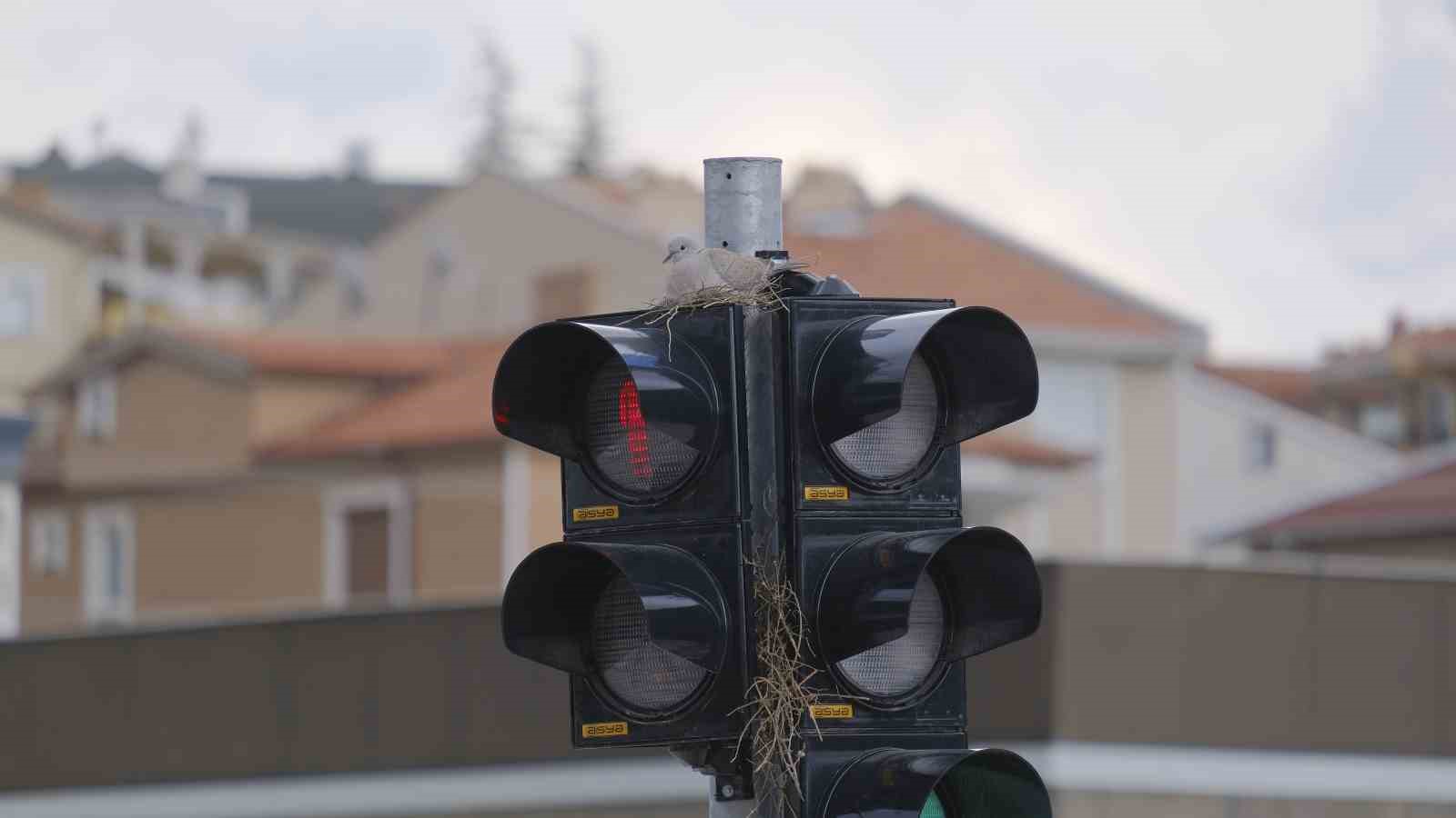 Karaman’ın en işlek kavşağındaki trafik lambasına yuva yapan kumru görenleri şaşırtıyor
