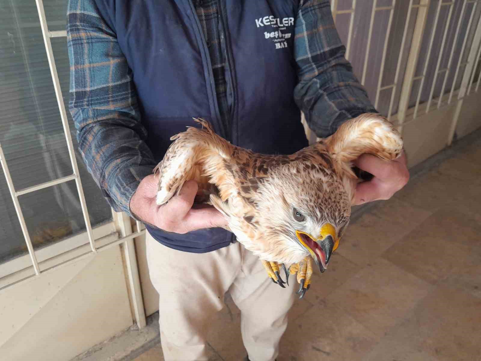 Karapınar’da yaralı kızıl şahin tedavi altına alındı
