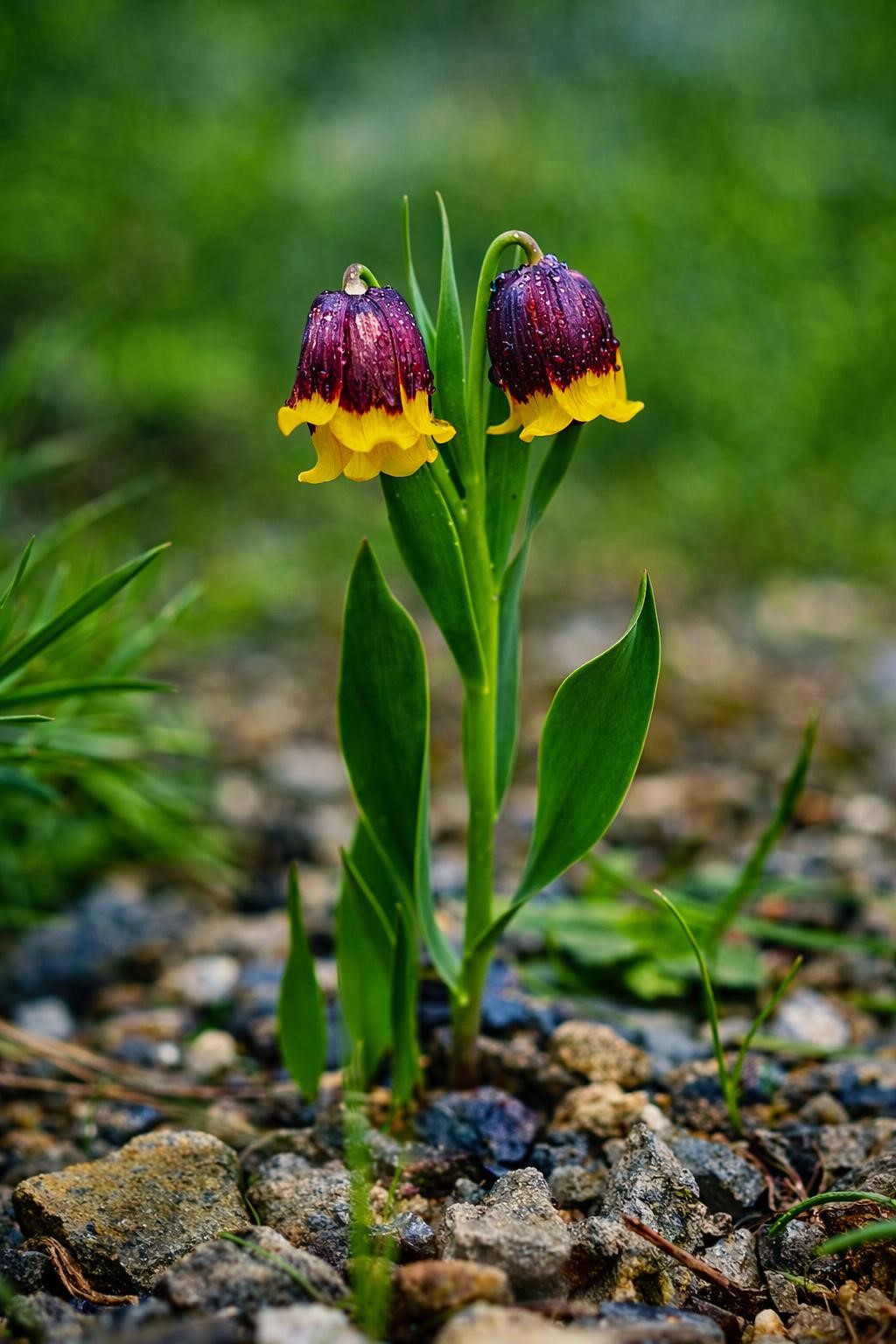 Karayazı’da geleneksel Ters Lale Festivali Mayıs ayında yapılacak
