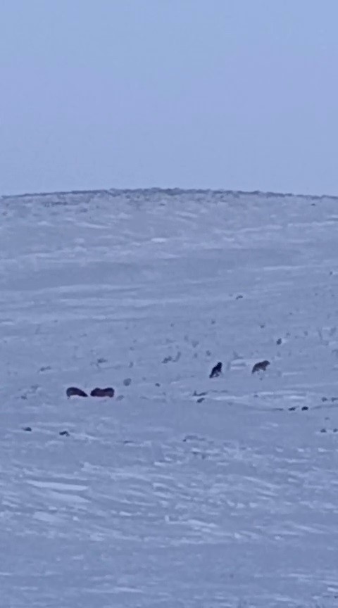 Karayazı’da gündüz vakti kurt saldırısı: Yavru köpek telef oldu
