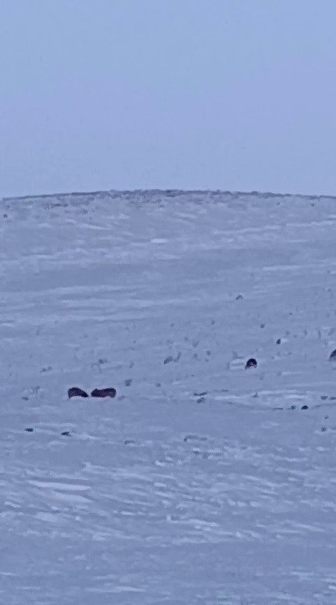 Karayazı’da gündüz vakti kurt saldırısı: Yavru köpek telef oldu
