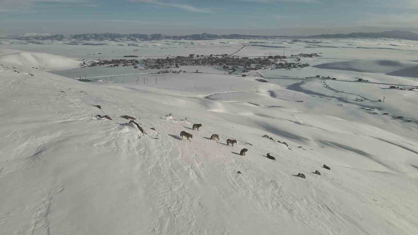 Karayazı’da kurt sürüsü gündüz vakti görüntülendi
