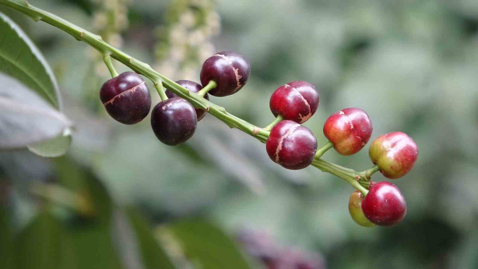 Karayemiş ağacı mevsimine 3 ay kala meyve verdi: "Tadı çok güzel"
