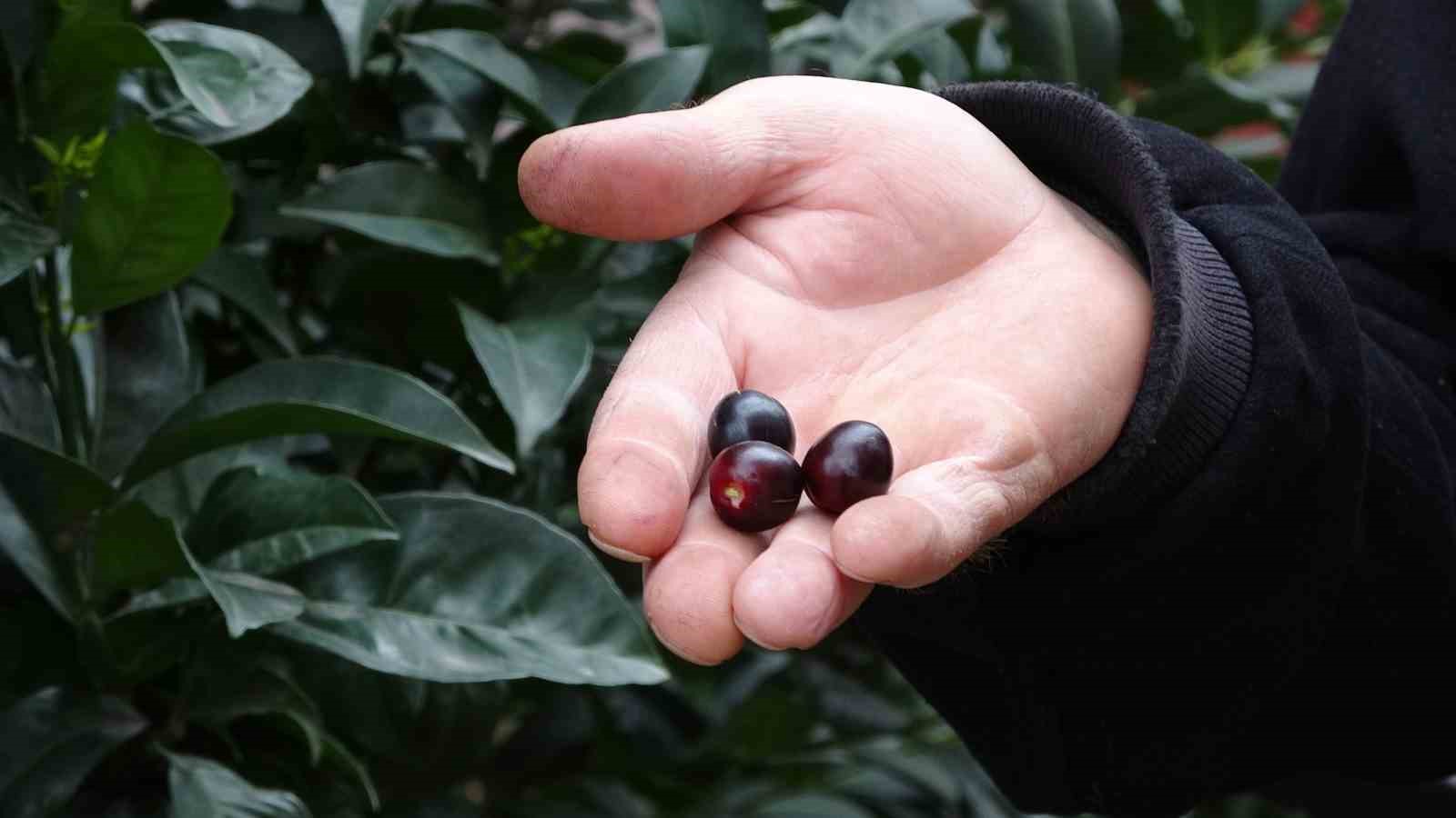 Karayemiş ağacı mevsimine 3 ay kala meyve verdi: "Tadı çok güzel"
