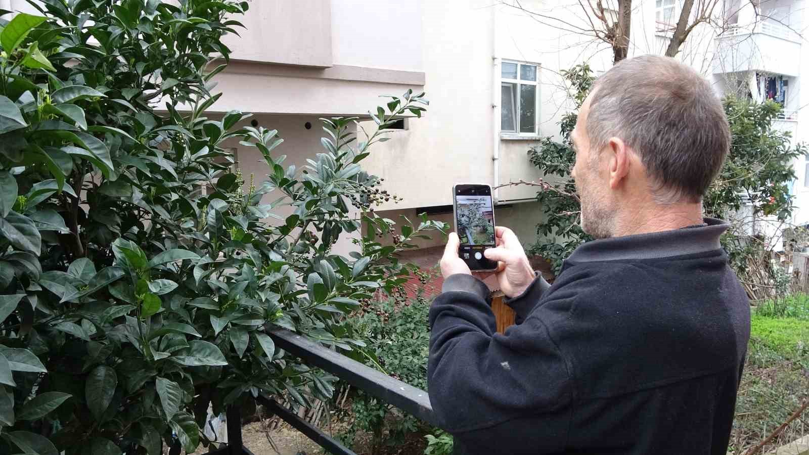Karayemiş ağacı mevsimine 3 ay kala meyve verdi: "Tadı çok güzel"
