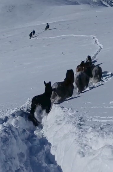 Karda mahsur kalan at ve katırlar güvenlik korucuları tarafından kurtarıldı
