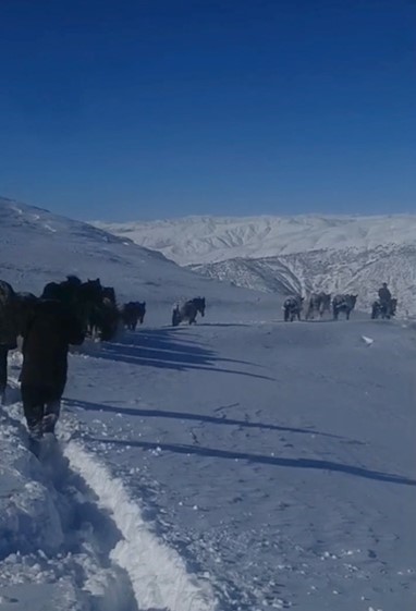 Karda mahsur kalan at ve katırlar güvenlik korucuları tarafından kurtarıldı
