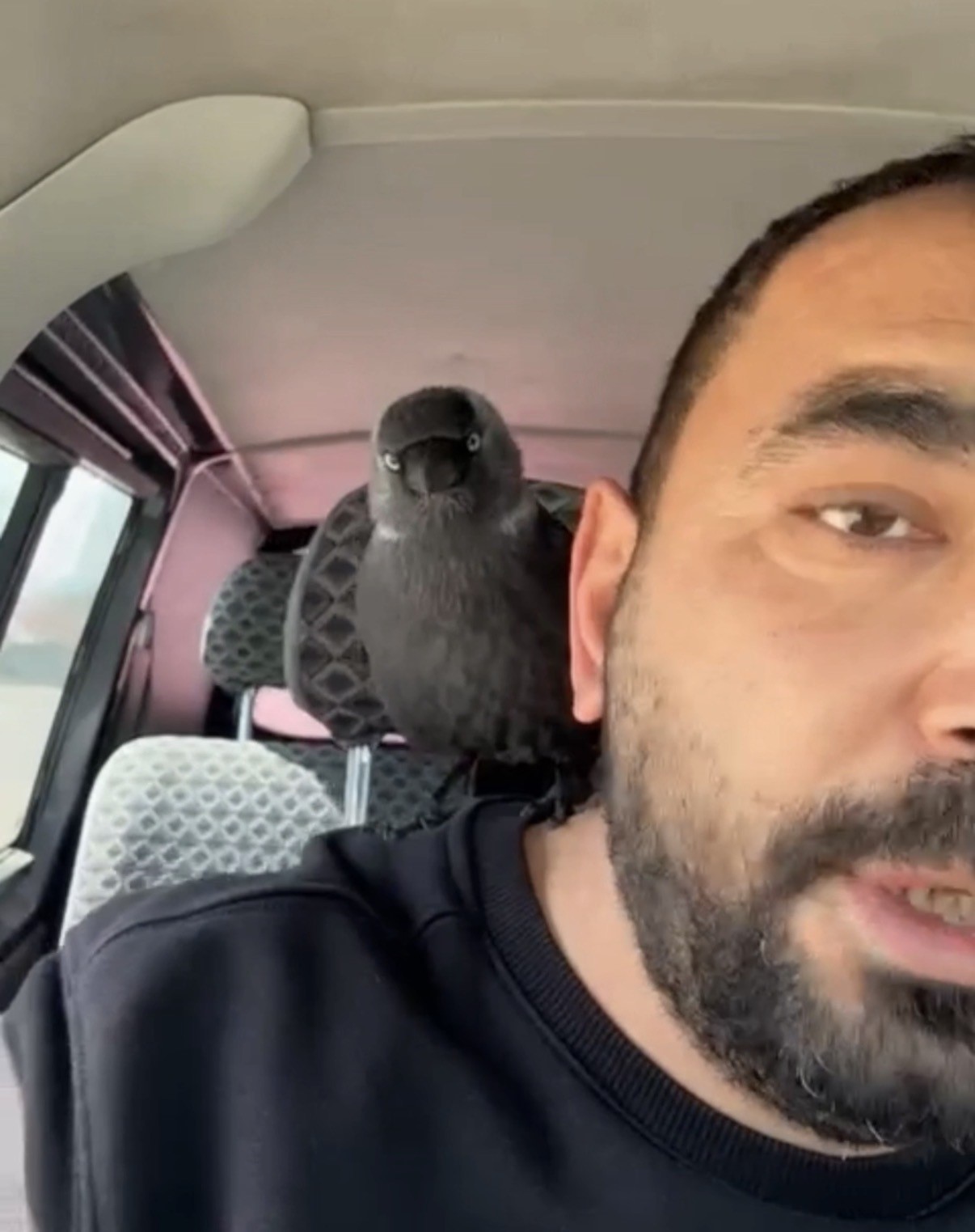 Karga önce sileceğe, sonra sürücünün omzuna kondu
