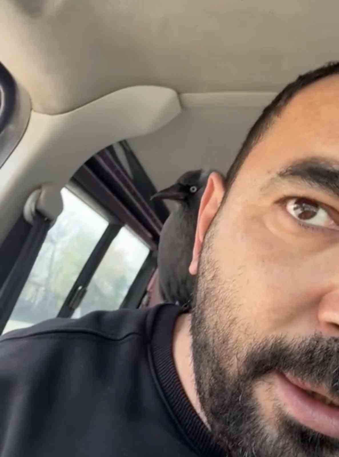 Karga önce sileceğe, sonra sürücünün omzuna kondu
