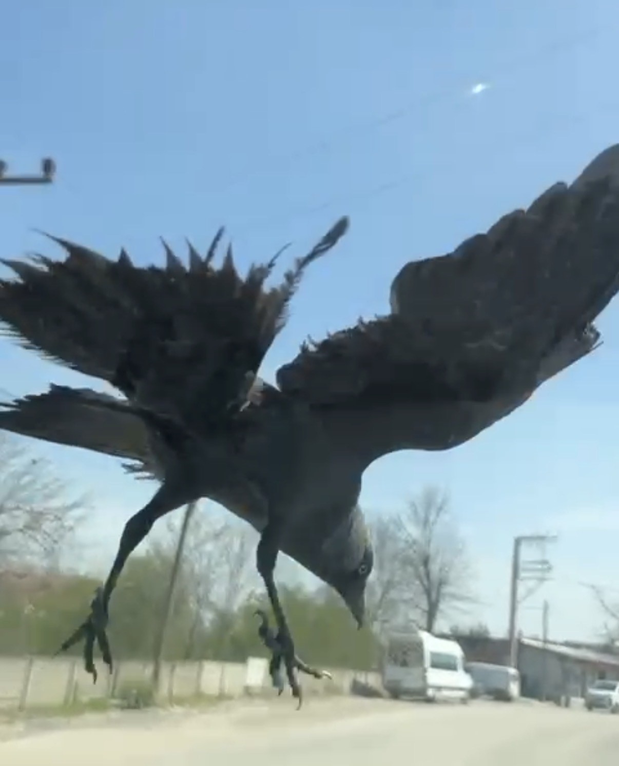 Karga önce sileceğe, sonra sürücünün omzuna kondu
