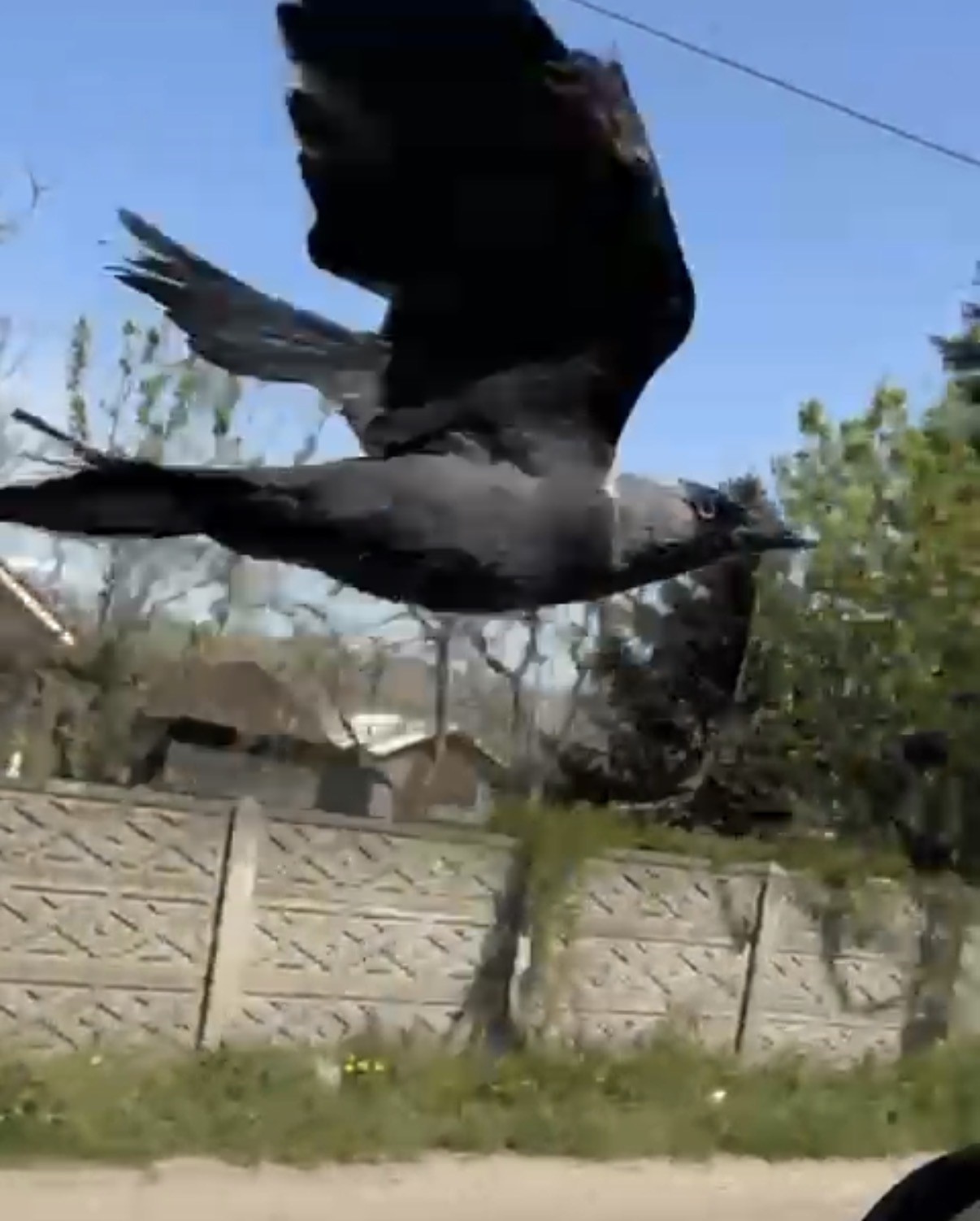 Karga önce sileceğe, sonra sürücünün omzuna kondu
