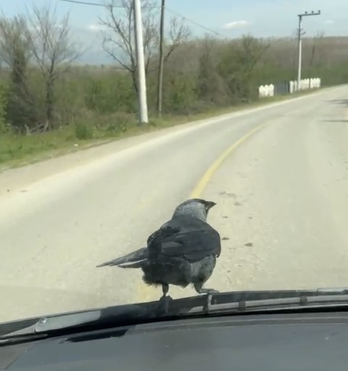 Karga önce sileceğe, sonra sürücünün omzuna kondu
