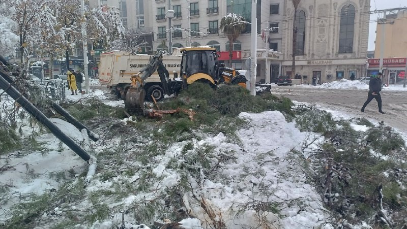 Karın ağırlığına dayanamayan ağaçlar devrildi
