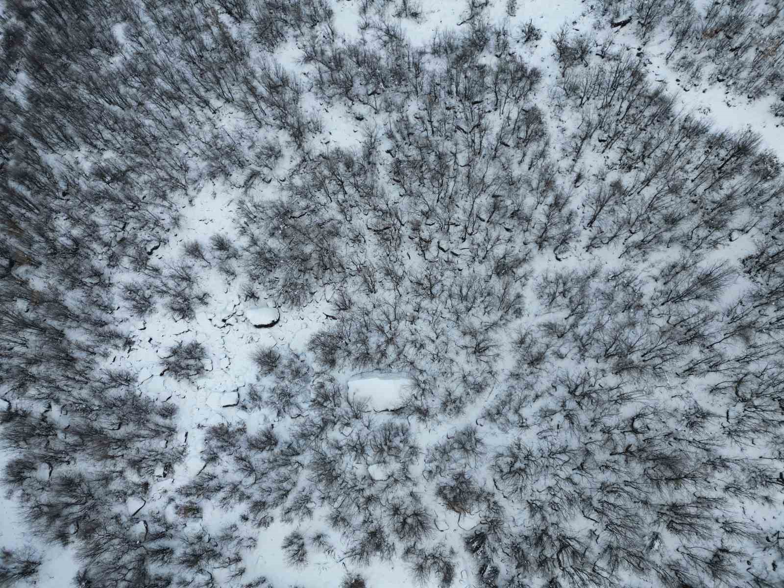 Karla birlikte meşe ormanı beyaza büründü
