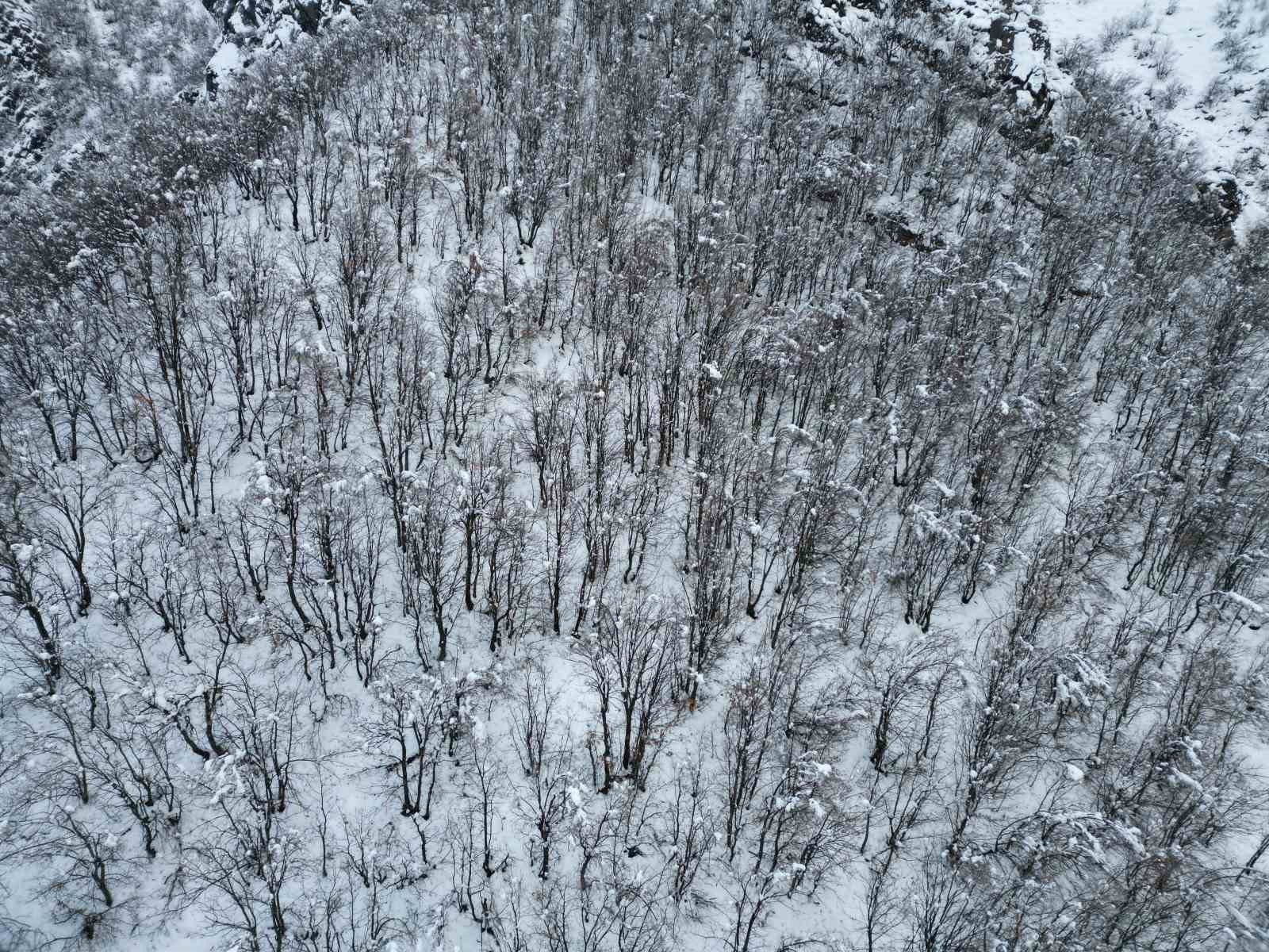 Karla birlikte meşe ormanı beyaza büründü
