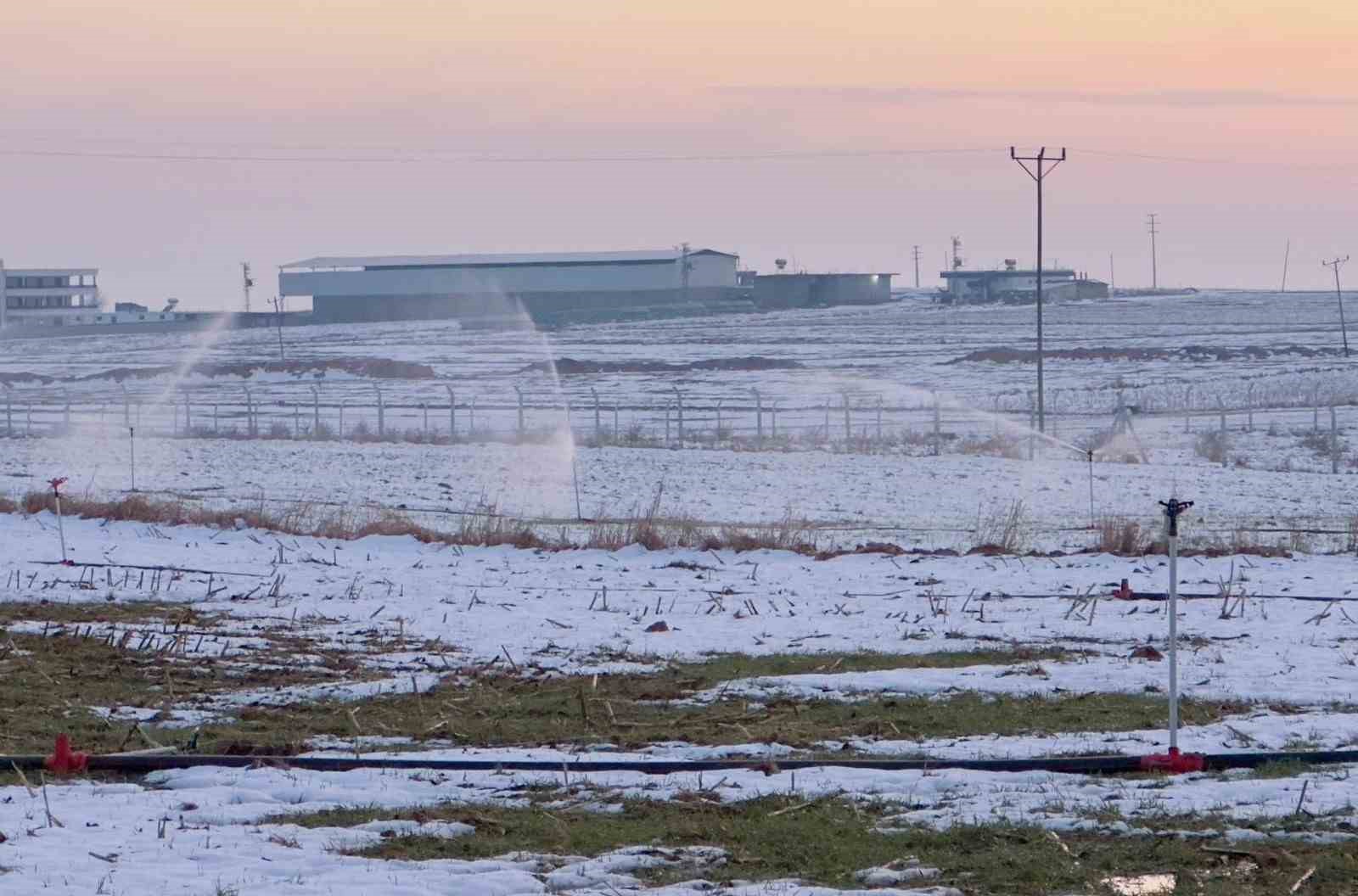 Karla kaplı arazide kaçak elektrikle sulama
