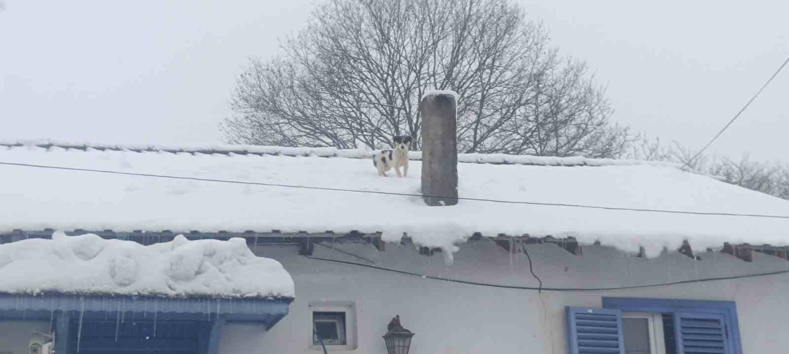 Karla kaplı çatıda mahsur kalan minik köpek kurtarıldı
