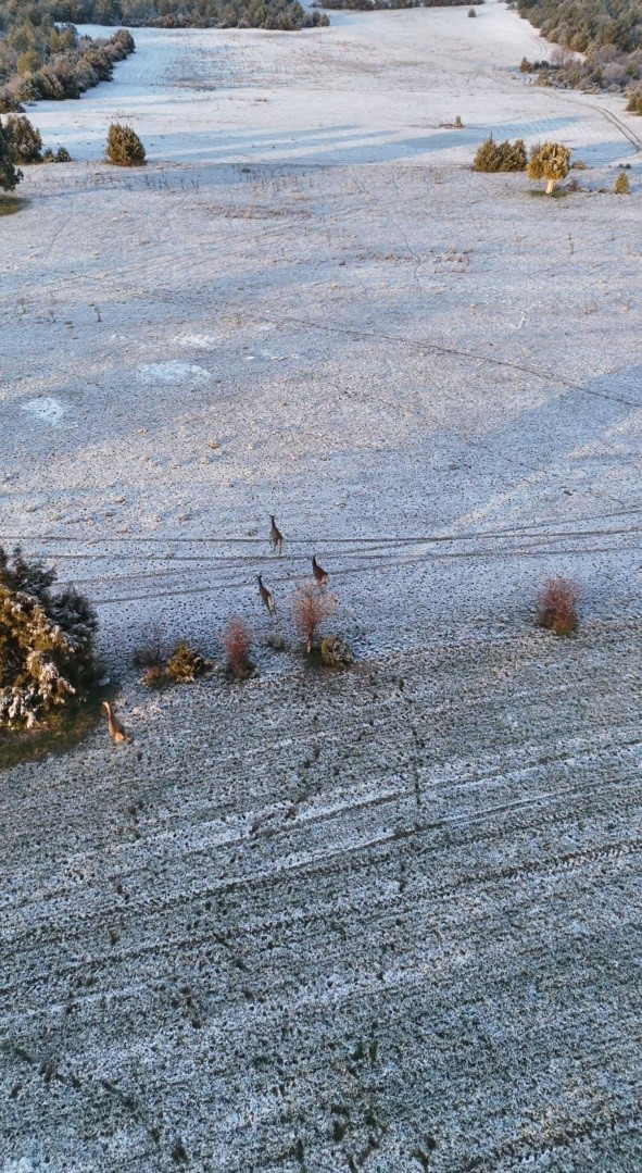 Karla kaplı dağlarda koşuşturan geyikler dronla böyle kaydedildi
