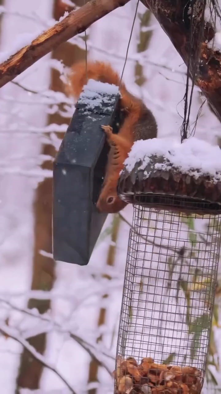 Karla kaplı Kartepe’de kızıl geyik güzelliği

