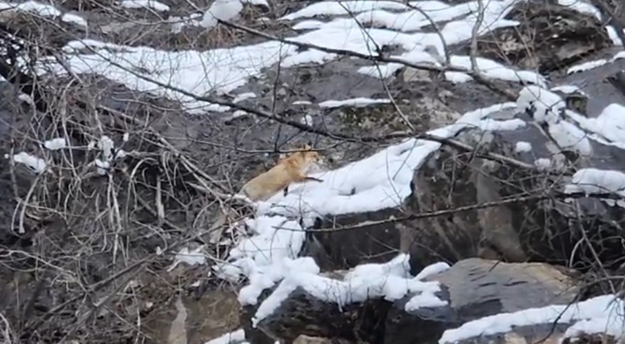 Karlar arasında yiyecek arayan tilki görüntülendi
