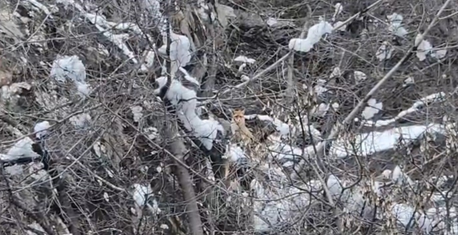 Karlar arasında yiyecek arayan tilki görüntülendi
