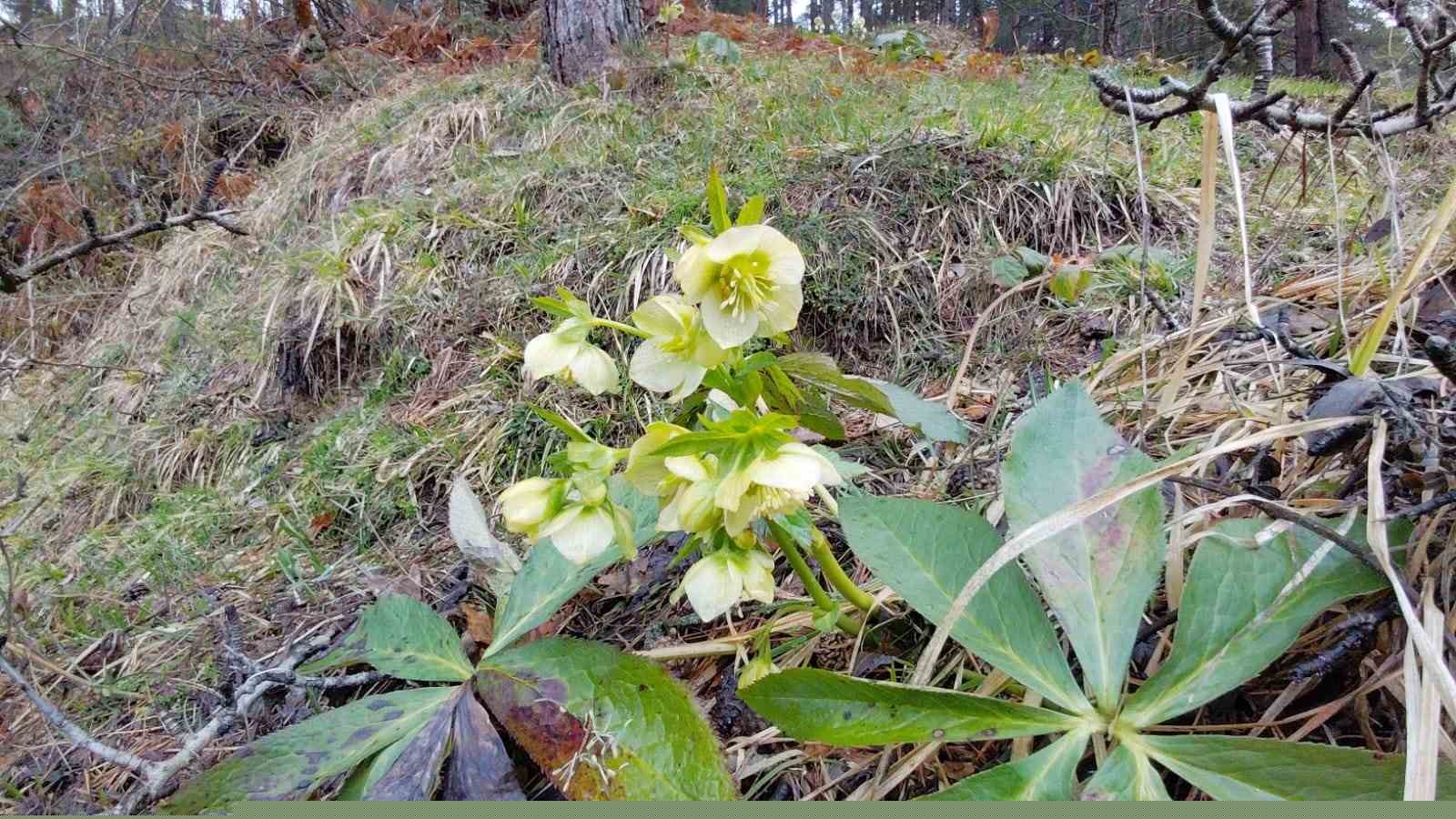Karlar eridi, dereler coştu: Çiçekler açtı
