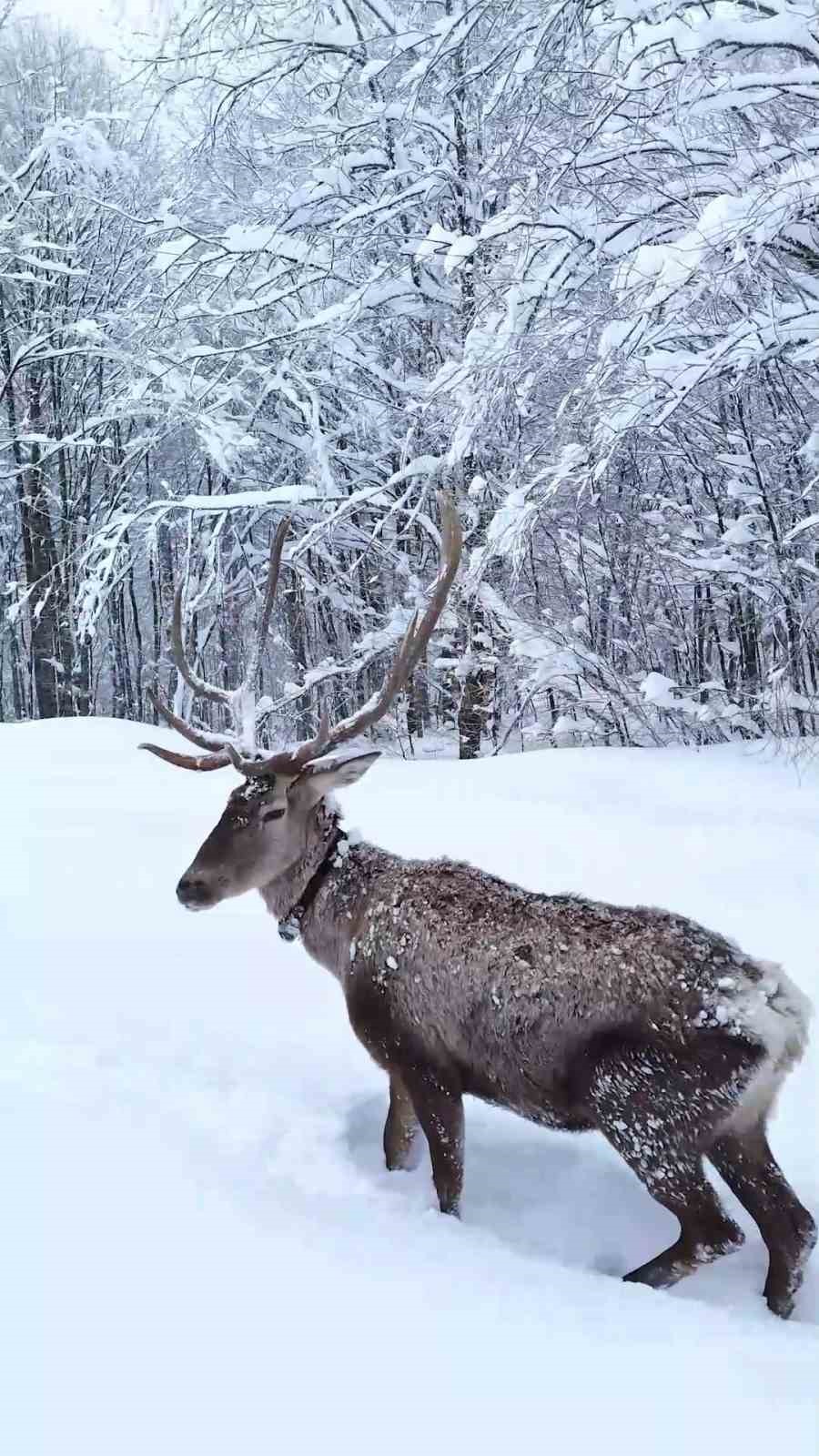 Karların arasında süzülen kızıl geyik havadan görüntülendi

