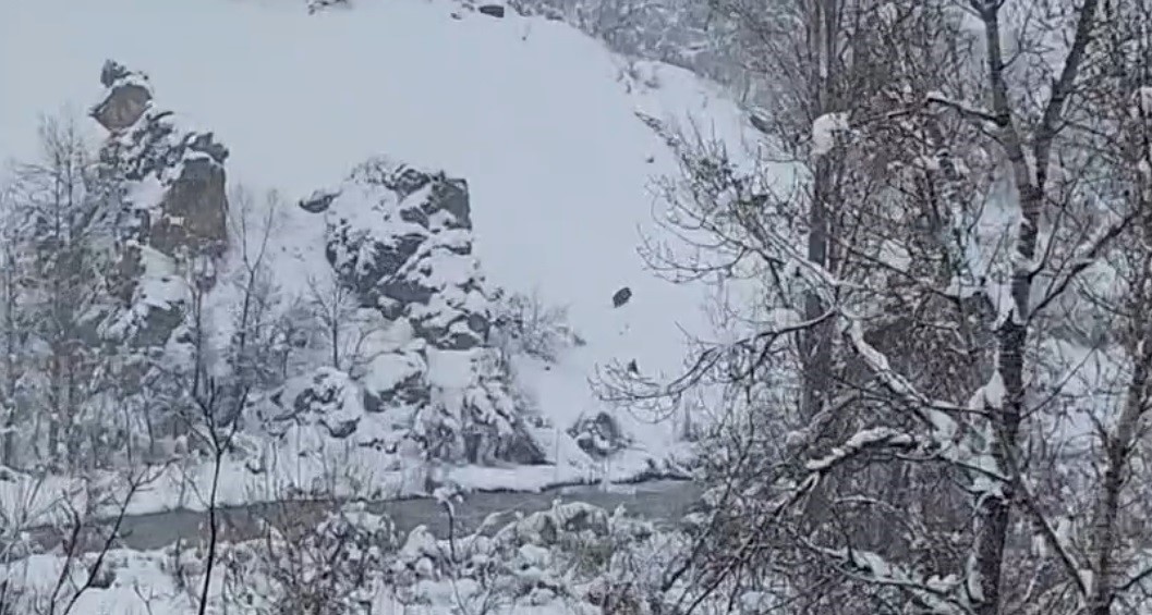 Karlı havada yiyecek arayan yaban domuzu görüntülendi
