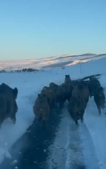 Karlı köy yolundaki domuz sürüsü kamerada
