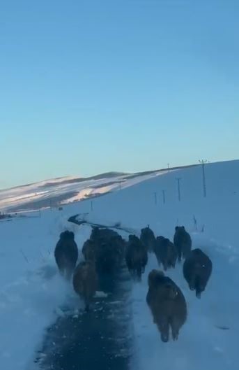 Karlı köy yolundaki domuz sürüsü kamerada
