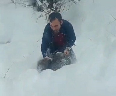 Karlı yolda domuzu elleriyle yakalayan adam konuştu: "Bir anı olsun diye yakaladım, kimseye tavsiye etmem"
Karlı yolda domuzu elleriyle yakalayan adam konuştu: "Bir anı olsun diye yakaladım, kimseye tavsiye etmem"