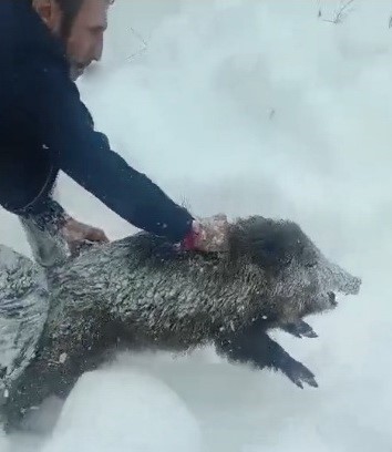 Karlı yolda domuzu elleriyle yakalayan adam konuştu: "Bir anı olsun diye yakaladım, kimseye tavsiye etmem"
Karlı yolda domuzu elleriyle yakalayan adam konuştu: "Bir anı olsun diye yakaladım, kimseye tavsiye etmem"