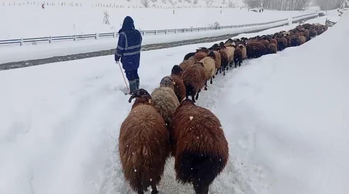 Karlıova’da besicilerin zorlu kış mesaisi
