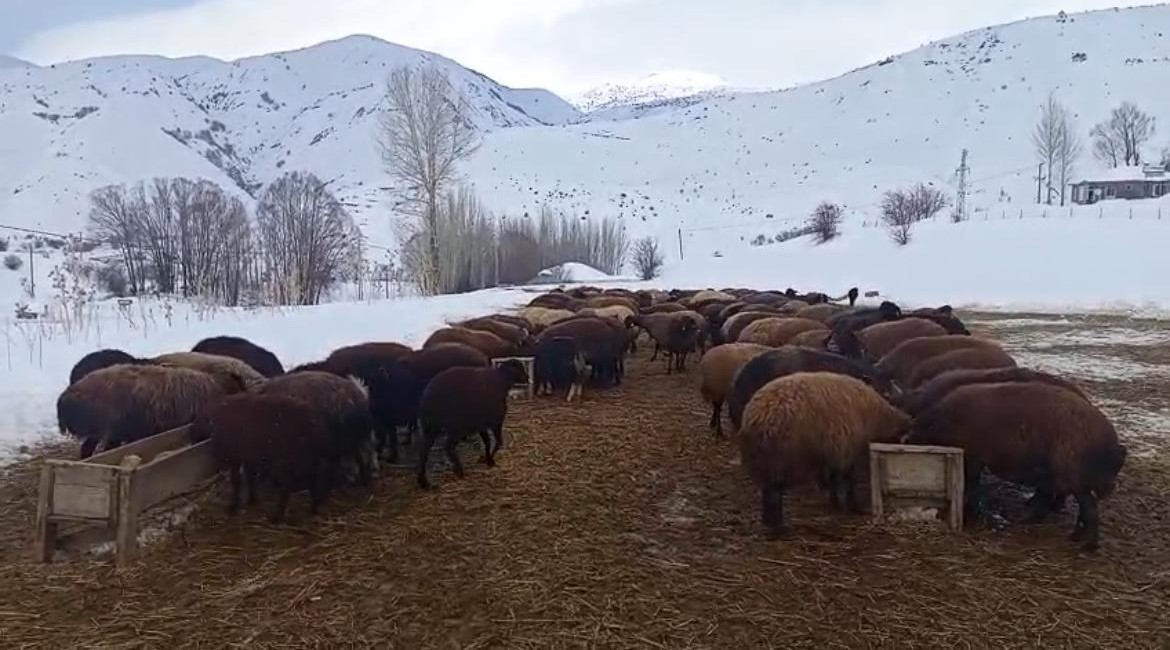 Karlıova’da besicilerin zorlu kış mesaisi
