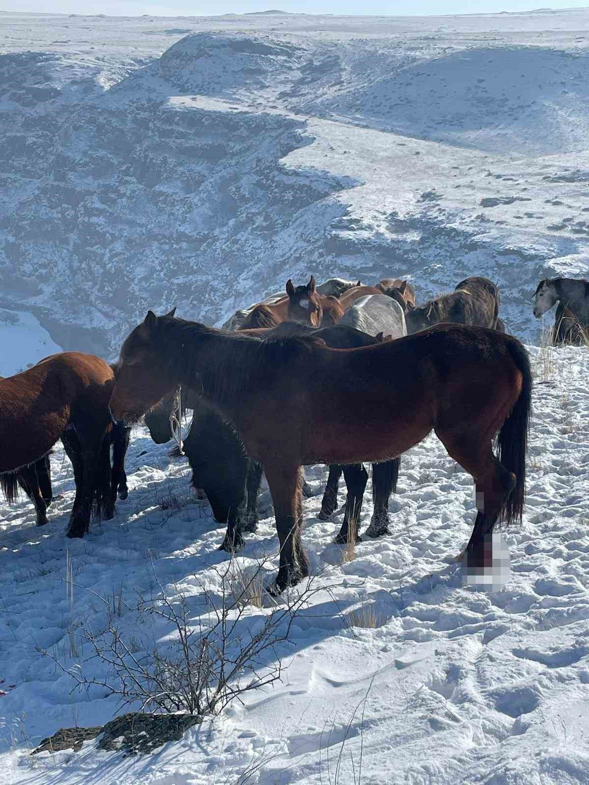 Kars’ta 15 atı ayaklarından vurdular

