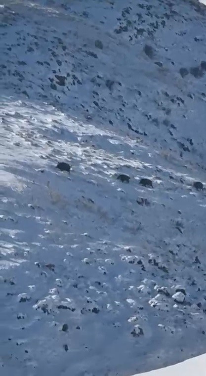 Kars’ta aç kalan yaban domuzları yerleşim yerlerine indi
