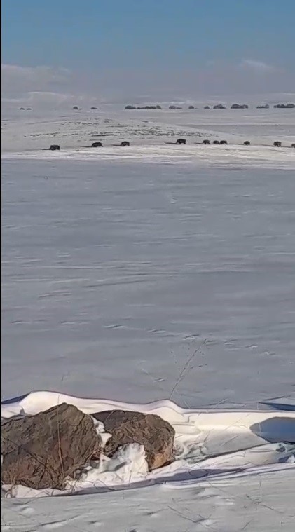 Kars’ta aç kalan yaban domuzları yerleşim yerlerine indi
