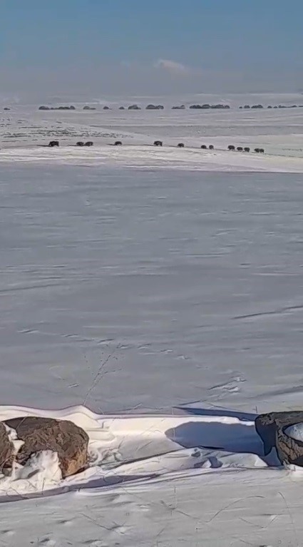 Kars’ta aç kalan yaban domuzları yerleşim yerlerine indi
