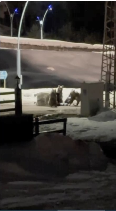 Kars’ta anne ayı ve yavrularının çöp konteynırı mesaisi kamerada
