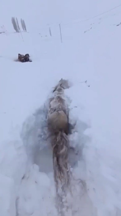 Kars’ta bu kez at kara saplandı
