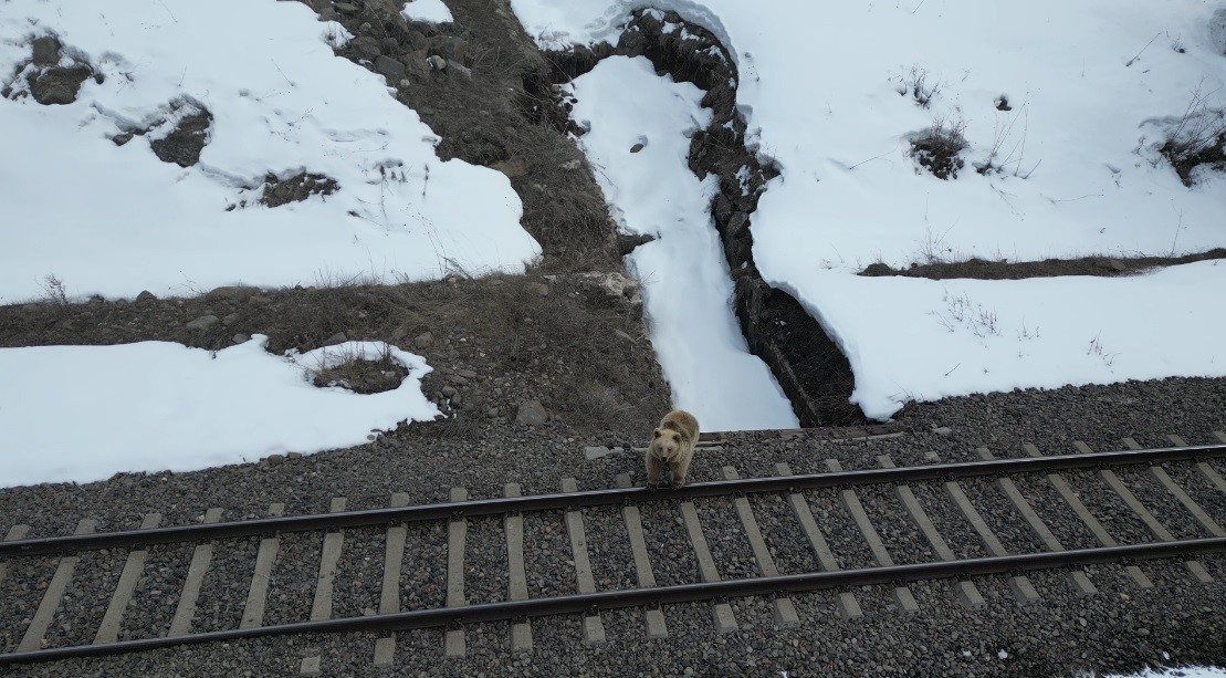 Kars’ta drone ile karşılaşan boz ayı kamerada: Merak, tedirginlik ve kaçış
