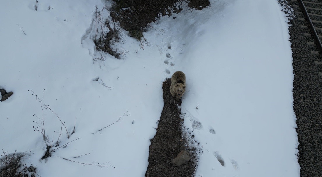 Kars’ta drone ile karşılaşan boz ayı kamerada: Merak, tedirginlik ve kaçış
